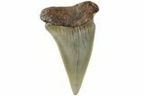 Fossil Broad-Toothed Mako Shark Tooth - North Carolina #235233-1